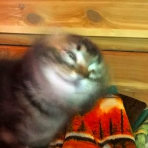 Meet your Posher, Lilliauna